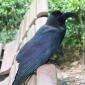 Higashi-The crow